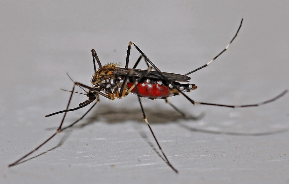 VIRUS ZAPADNOG NILA PRONAĐEN NA KOMARCIMA U BEOGRADU: Ovo su prvi SIMPTOMI! 